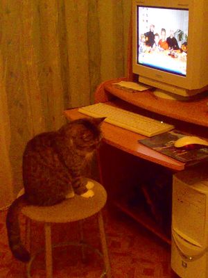 Кот устроился за компом)